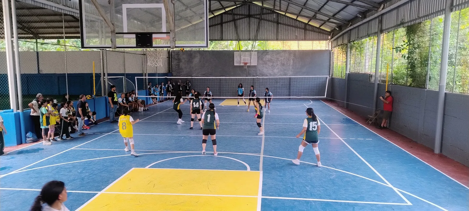 Brassavola volleyball match